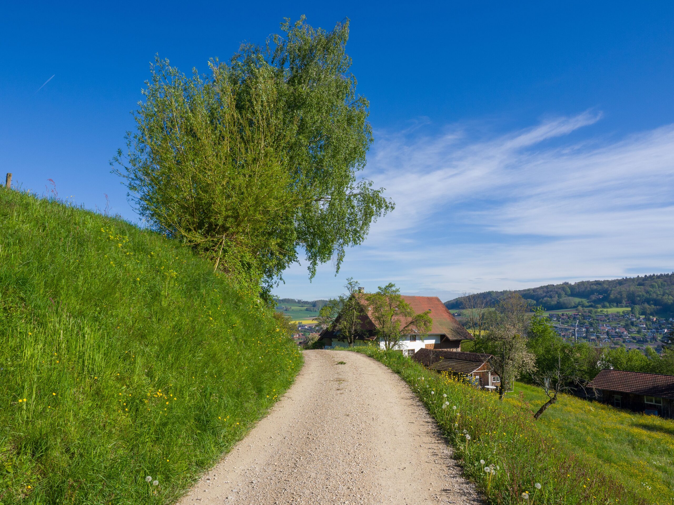 Bright summer day on a dirt path through picturesque Niederweningen, Zürich countryside.